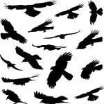 black birds flying together